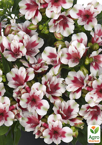 Альстромерия inticancha "Maya" (выращено in-vitro) С1,5 - фото 6