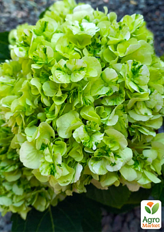 LMTD Гортензия крупнолистная цветущая 3-х летняя "Bella Lime" (25-40см)1
