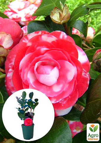 LMTD Камелия цветущая японская 2-х летняя "Santorelli" (высота 30-40см)
