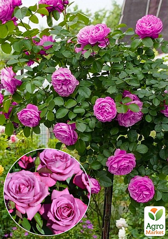 Троянда штамбова "Blue Wonder" (саджанець класу АА +) вищий сорт 1 саджанець в упаковці