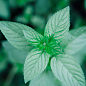 Мята Голубая "Mint Blue" 