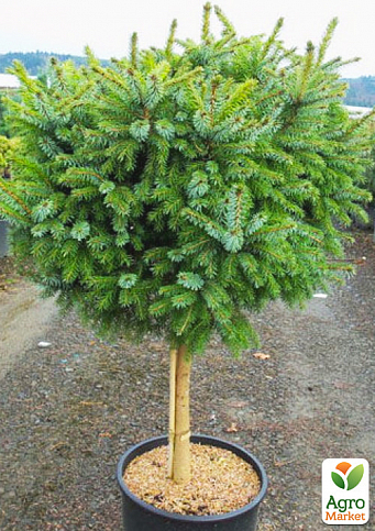 Ель сербская на штамбе "Нана"(Picea omorika "Nana") С3, высота 60-80см - фото 3