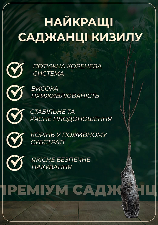 Кизил жовтий щеплений "Ніжність" саджанець 2 роки (ранній термін дозрівання, великоплідний)