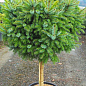 Ель сербская на штамбе "Нана"(Picea omorika "Nana") С3, высота 60-80см цена