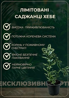 LMTD Хебе "Hebepetita Pink" висота 20-25см12