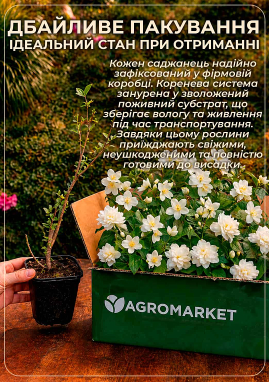 Эксклюзив! Жасмин садовый махровый белоснежный "Рассвет Княжны" (Dawn of the Princess) (премиальный ароматный сорт)
