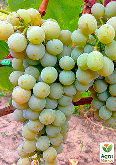 Виноград вегетирующий винный "Мускарис" 3