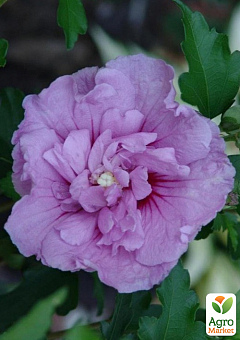 Гібіскус деревовидний махровий "Лавандовий шифон" (Lavender Chiffon)15