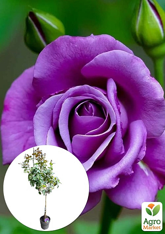 LMTD Троянда на штамбі 5-ти річна "Royal Purple" (укорінений саджанець у горщику, висота 130-150см)