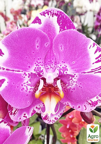 Орхидея (Phalaenopsis) "Singolo Victorio" - фото 2