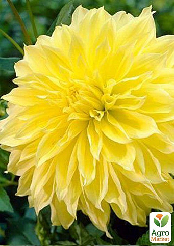 Георгина "Kelvin Floodlight"