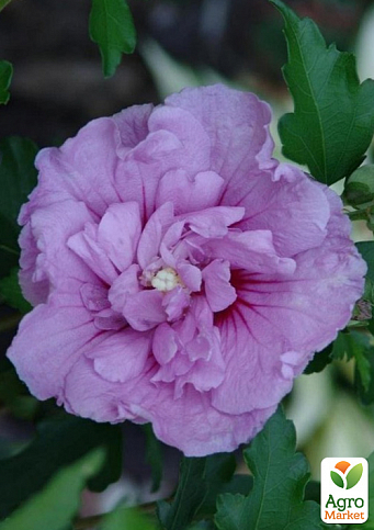 Гібіскус деревовидний махровий "Лавандовий шифон" (Lavender Chiffon)