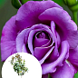 LMTD Роза на штамбе 5-и летняя "Royal Purple" (укорененный саженец в горшке, высота130-150см)