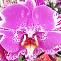 Орхідея (Phalaenopsis) "Singolo Victorio" купить