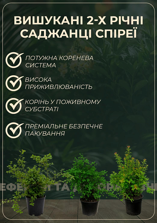 Спірея японська 2-х річна "Anthony Waterer" вазон С2, висота 20-40см