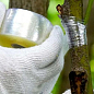 Стрічка для щеплення дерев і винограду 2см (саморуйнується) 100м  цена