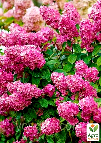 Гортензия метельчатая "Magical Fire" вазон Р9 - фото 5