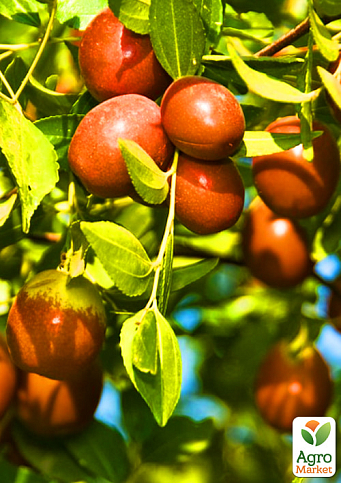 Зізіфус (унабі) "Бурнім" (середньопізній термін дозрівання, високоврожайний сорт) вазон Р9, висота 10-15см - фото 4