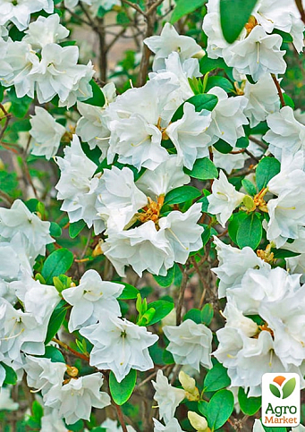 Азалия (рододендрон гибридный) "Whitethroat" 