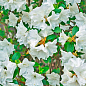 Азалия (рододендрон гибридный) "Whitethroat" 