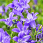 Кампанула квітуча "Isophylla Violet" (Нідерланди) цена