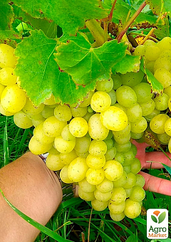 Виноград "Вера" (ранний срок созревания, с ноткой абрикосового вкуса)16