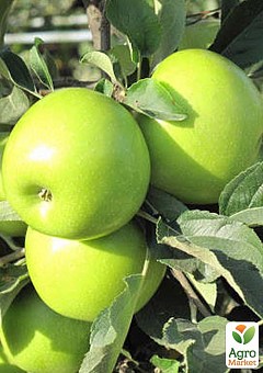 Яблуня "Смеральда" (зимовий сорт, пізній термін дозрівання)1