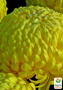 Хризантема великоквіткова "Etincelor" (вазон С1 висота 20-30см)1