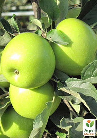 Яблуня "Смеральда" (зимовий сорт, пізній термін дозрівання)