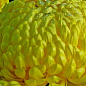 Хризантема великоквіткова "Etincelor" (вазон С1 висота 20-30см)
