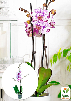 Орхідея (Phalaenopsis) "Magic Art"2