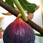 Инжир "Сухумский фиолетовый" саженец 2 года (ремонтантный, крупноплодный сорт, средний срок созревания) цена