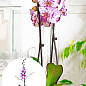 Орхідея (Phalaenopsis) "Magic Art"