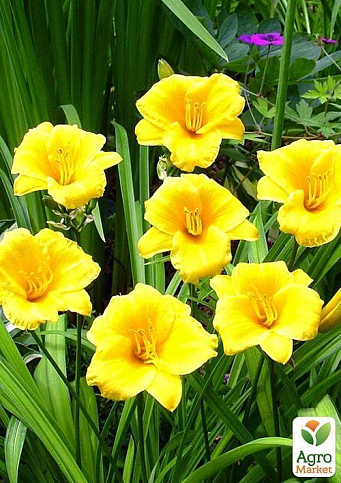 Лілійник "Stella de Oro" 1шт в упаковці