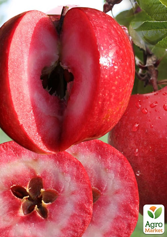 Яблоня красномясая "Ред Кетти"(Red Katty) (летний сорт, средний срок созревания)
