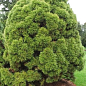 Сосна звичайна "Globosa Viridis" (ком/сітка), діаметр 50-60см