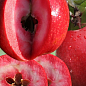 Яблоня красномясая "Ред Кетти"(Red Katty) (летний сорт, средний срок созревания)