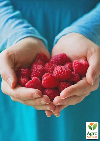 Малина "Недосяжна" (ремонтантний крупноплідний зимостійкий сорт) 1-річний саджанець - фото 5