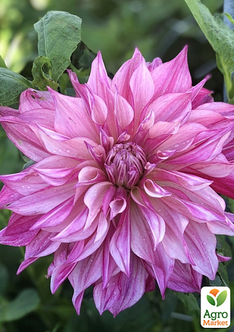 Георгина "Cafe Au Lait Royal" (гигантский цветок) - фото 2