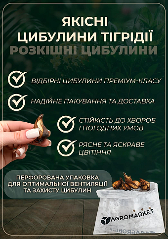 Тігрідія "Кремова" 5шт - фото 2