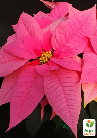 Пуансеттія "Dark Pink"  (Різдвяна Зірка) - фото 3