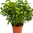 Фікус Бенджаміна (Ficus) "Benjamin"