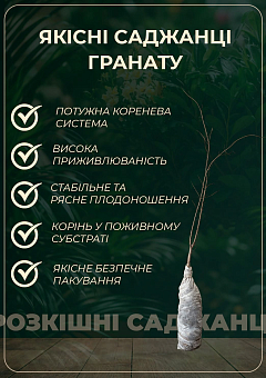 Гранат садовий 3-х річний «Велес» (висота саджанця 90-120см) 9