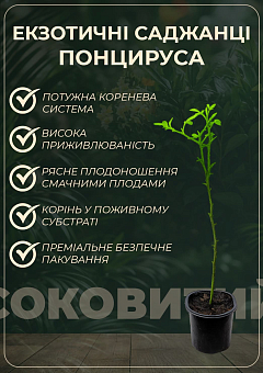 Понцирус Trifoliata (дикий лимон)4