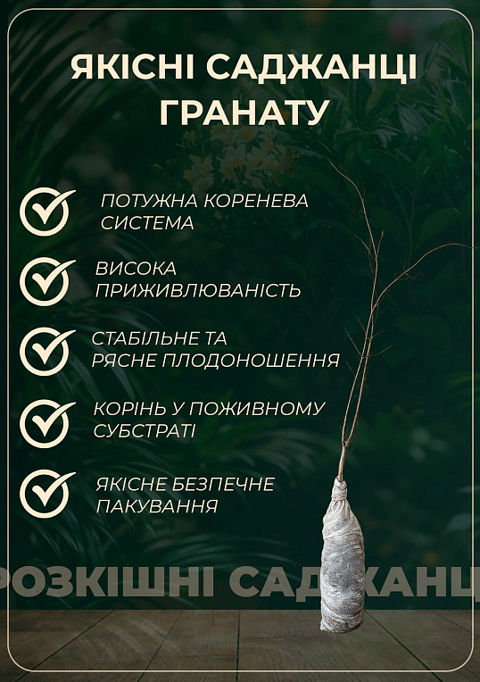 Гранат садовый 3-х летний «Велес» (высота саженца 90-120см) - фото 2