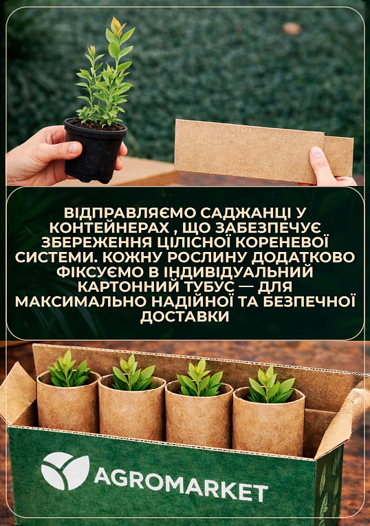 Голубика (черника садовая) 2 года "Пинк Лимонад" (Pink Iemonade) С1.5  высота 40-50см