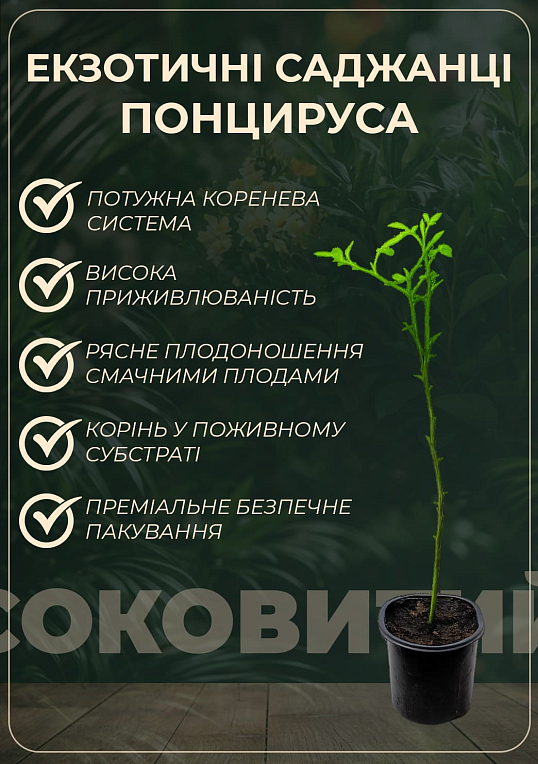 Понцирус Trifoliata (дикий лимон) - фото 4