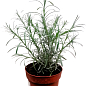 Талл карри (Helichrysum angustifolia Tall Curry)