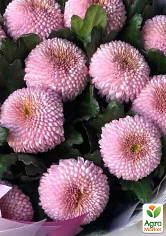 Хризантема крупноцветковая "Malabar Pink" (вазон С1 высота 20-30см)1