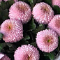 Хризантема великоквіткова "Malabar Pink" (вазон С1 висота 20-30см)